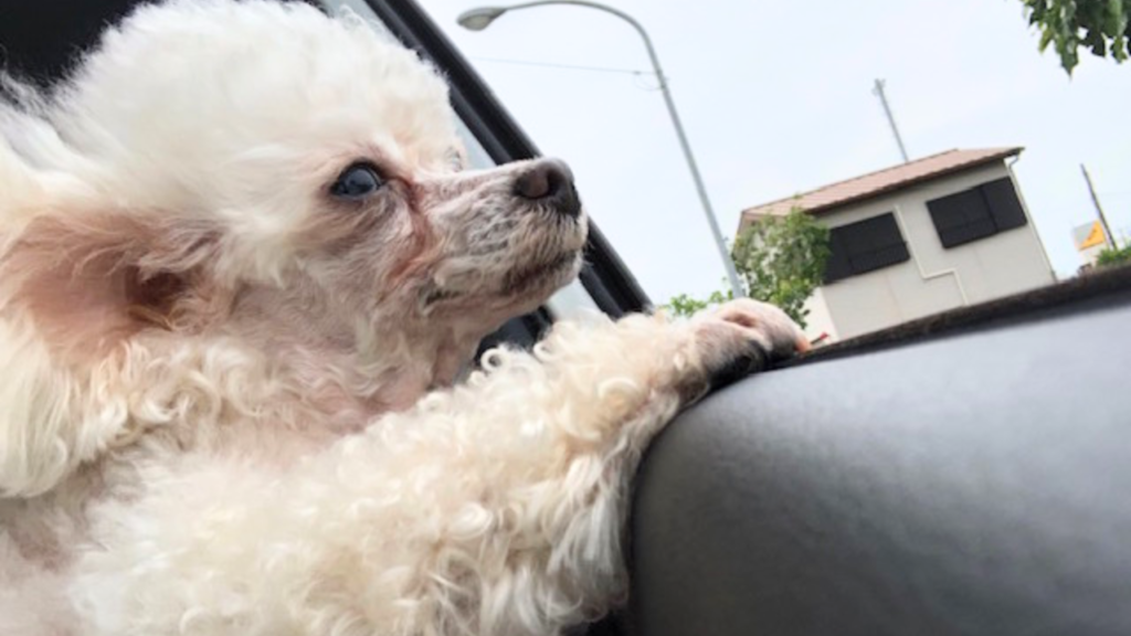 愛犬とドライブ