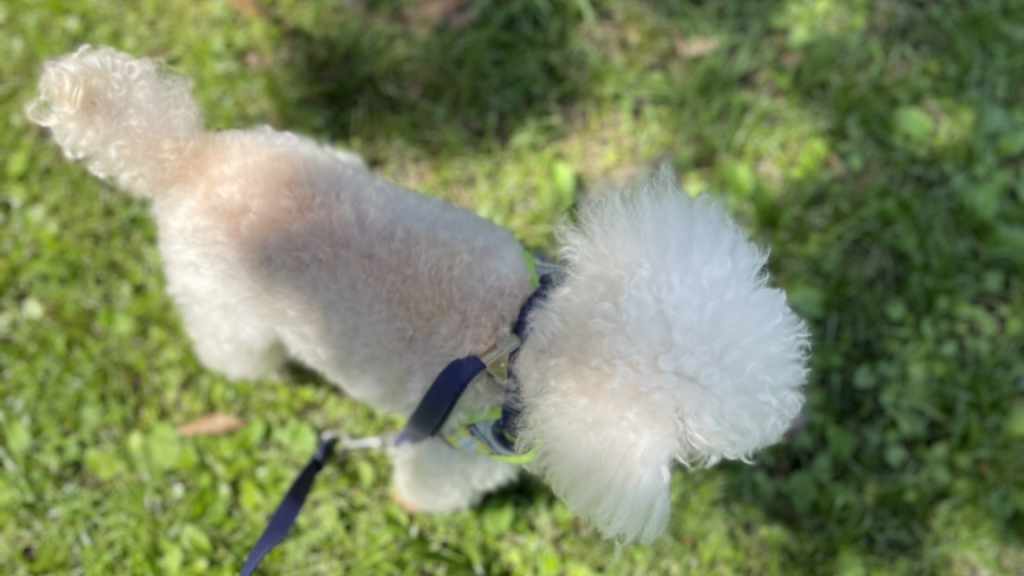 愛犬と自然の中を散歩