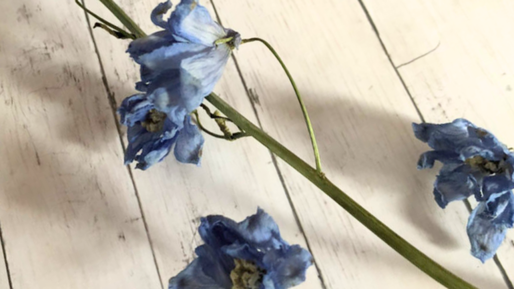 私の思う冥王星の色